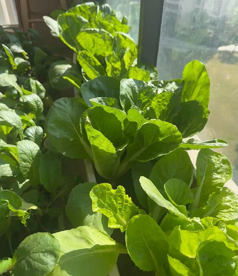 四季小白菜种植技术