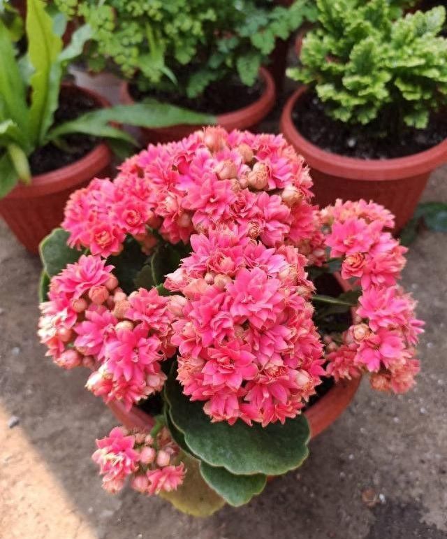 长寿花的种植方法