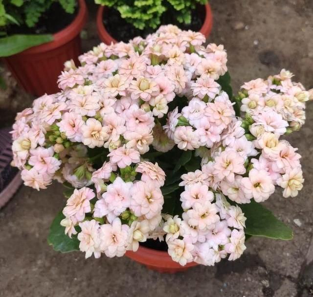 长寿花的种植方法