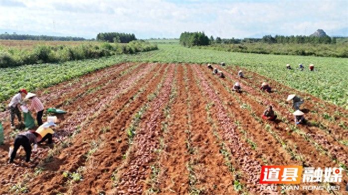 湖南道县：荒坡焕新颜 紫薯丰收映振兴