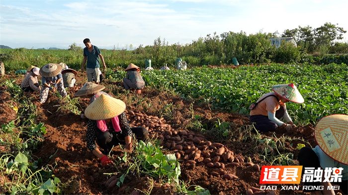 紫薯怎么种植方法图片