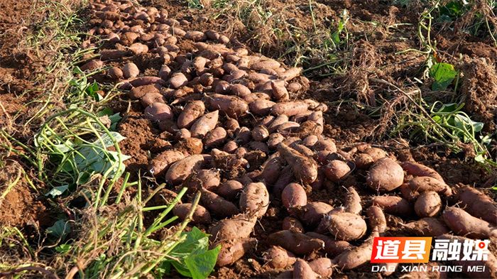 紫薯怎么种植方法图片
