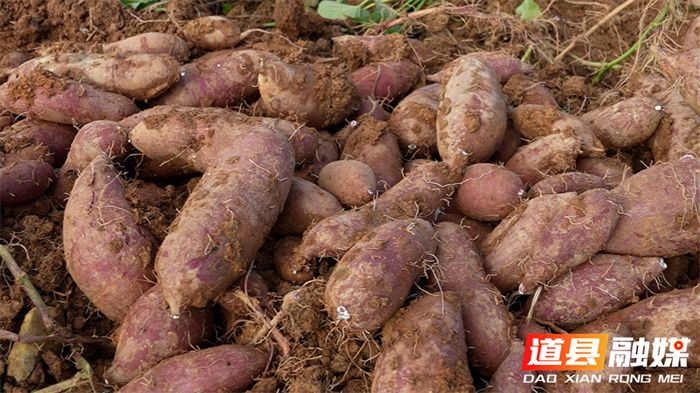 紫薯怎么种植方法图片