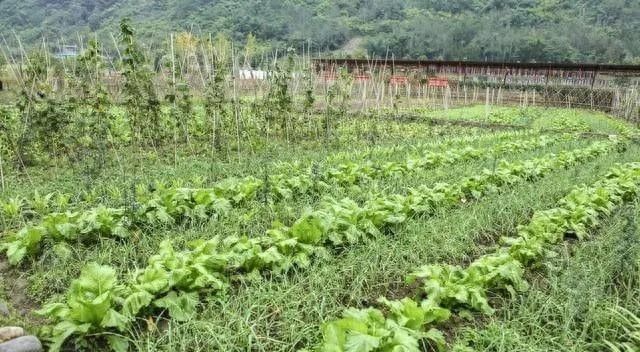 四季小白菜种植技术