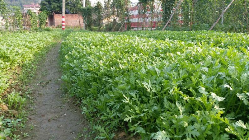 四季小白菜种植技术