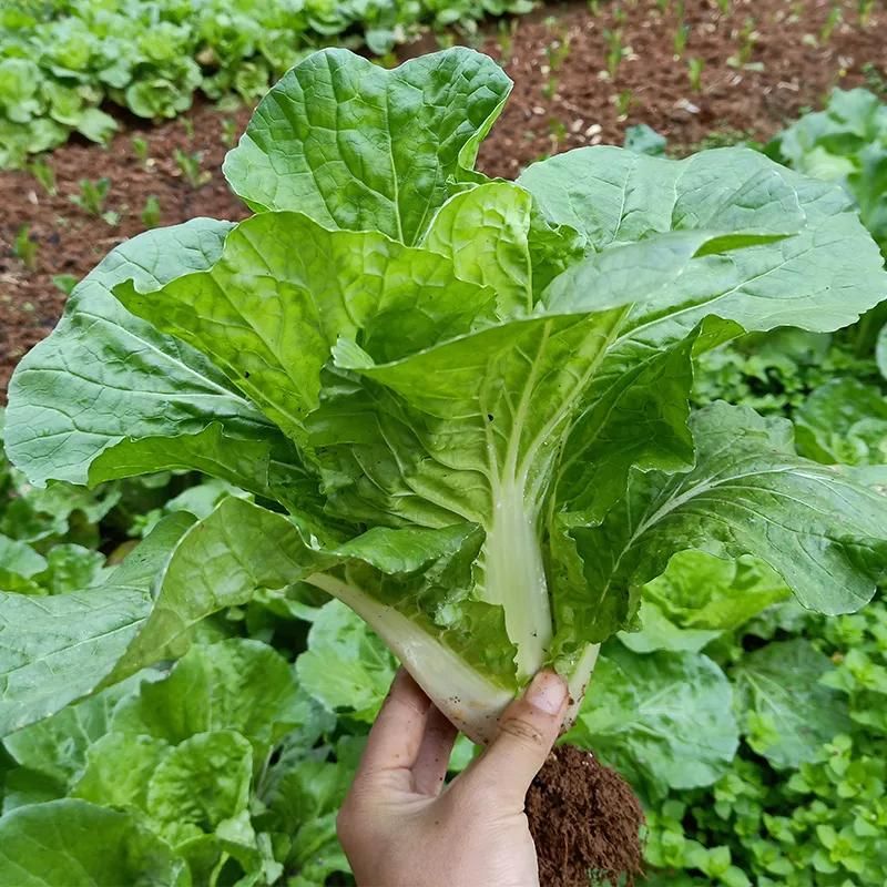 四季小白菜种植技术