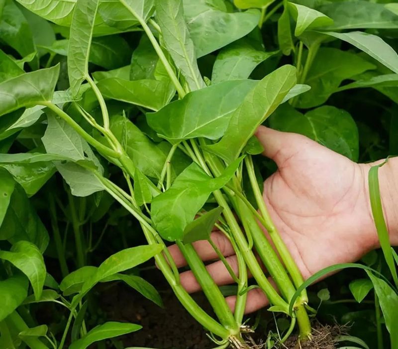 四季小白菜种植技术