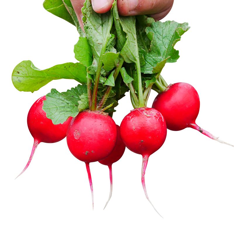 四季小白菜种植技术