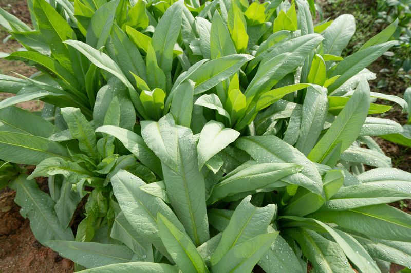四季小白菜种植技术