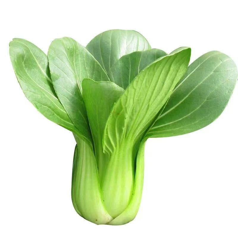 四季小白菜种植技术