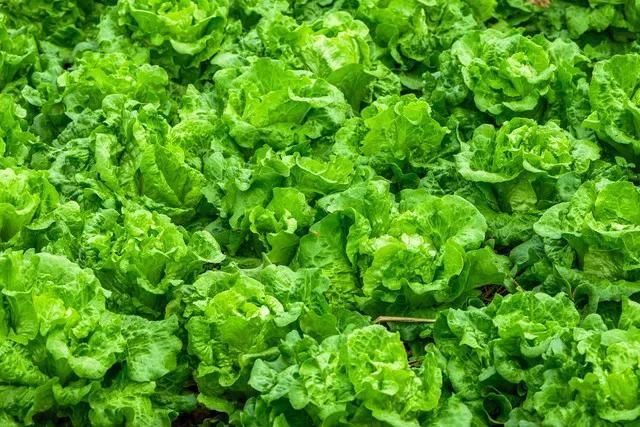 四季小白菜种植技术