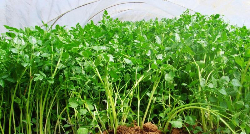 四季小白菜种植技术