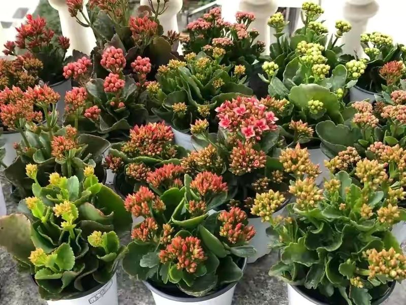 长寿花的种植方法
