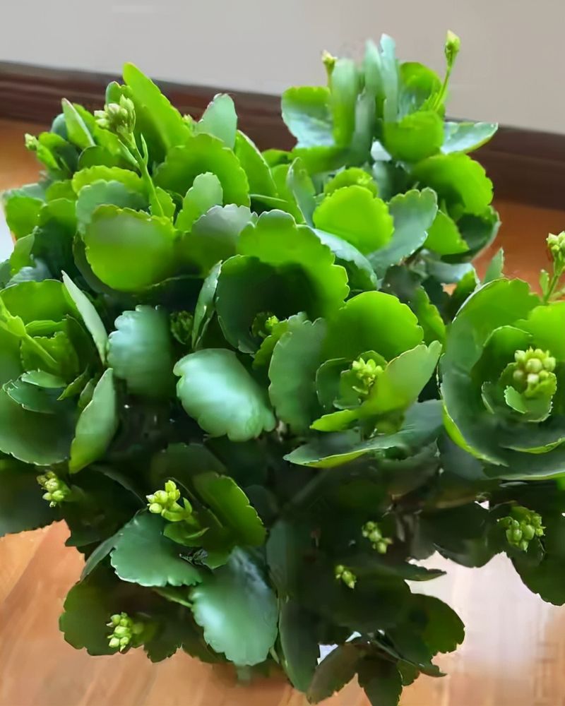长寿花的种植方法