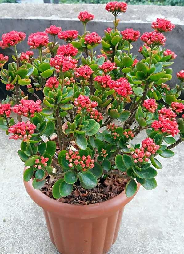 长寿花的种植方法