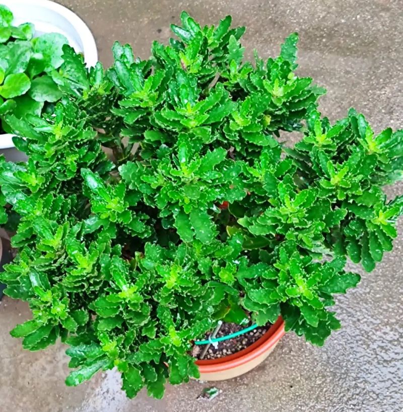 长寿花的种植方法