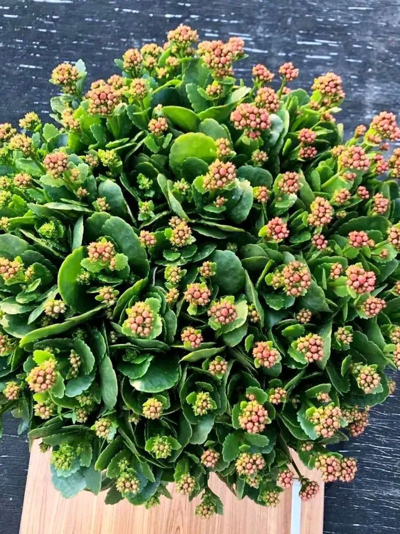 长寿花的种植方法