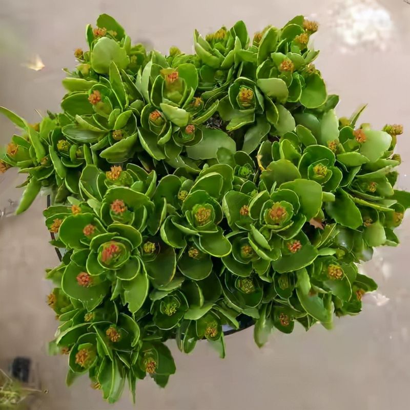长寿花的种植方法