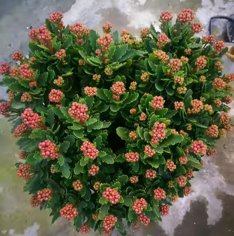 长寿花的种植方法