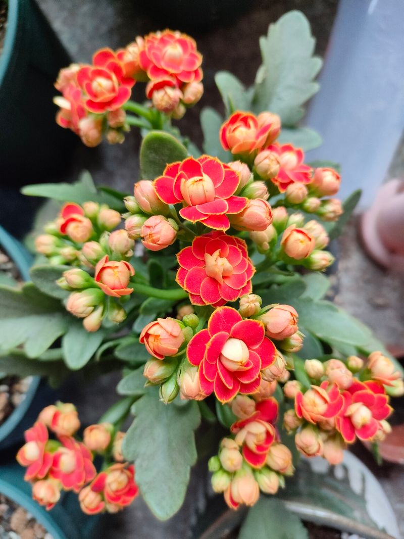 长寿花的种植方法