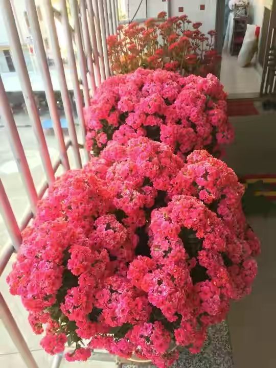 长寿花的种植方法