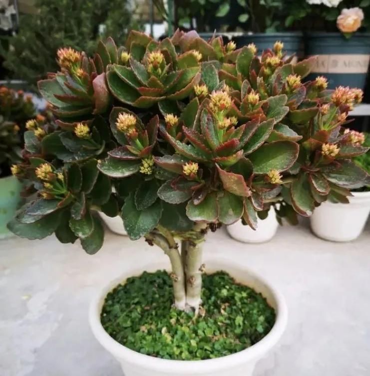 长寿花的种植方法
