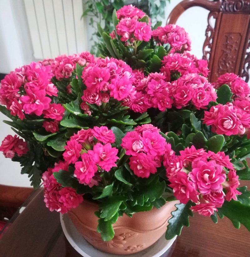 长寿花的种植方法