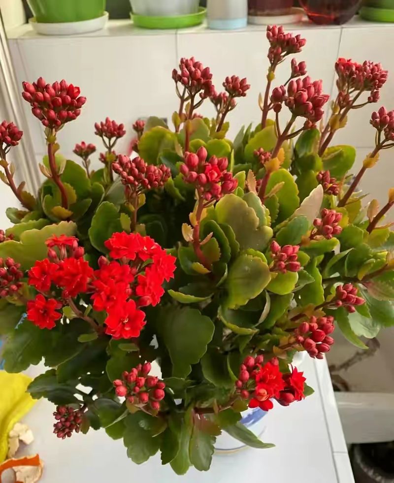 长寿花的种植方法