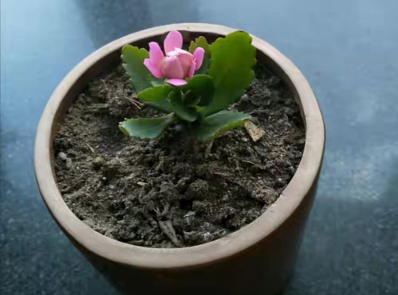 长寿花的种植方法