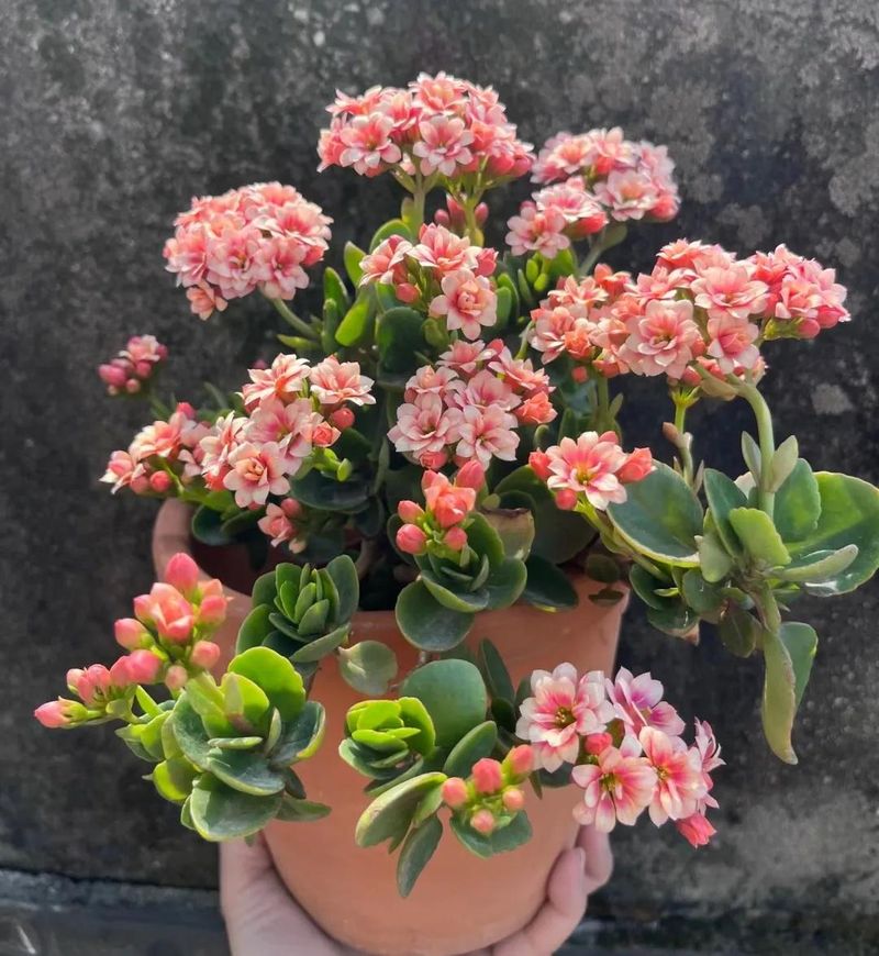 长寿花的种植方法
