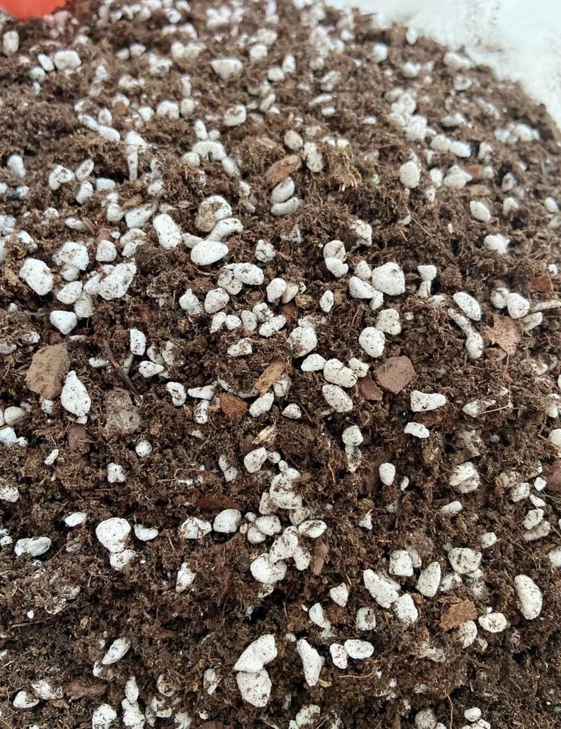 长寿花的种植方法