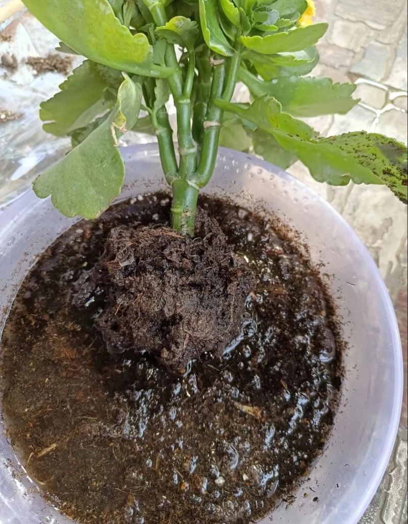 长寿花的种植方法