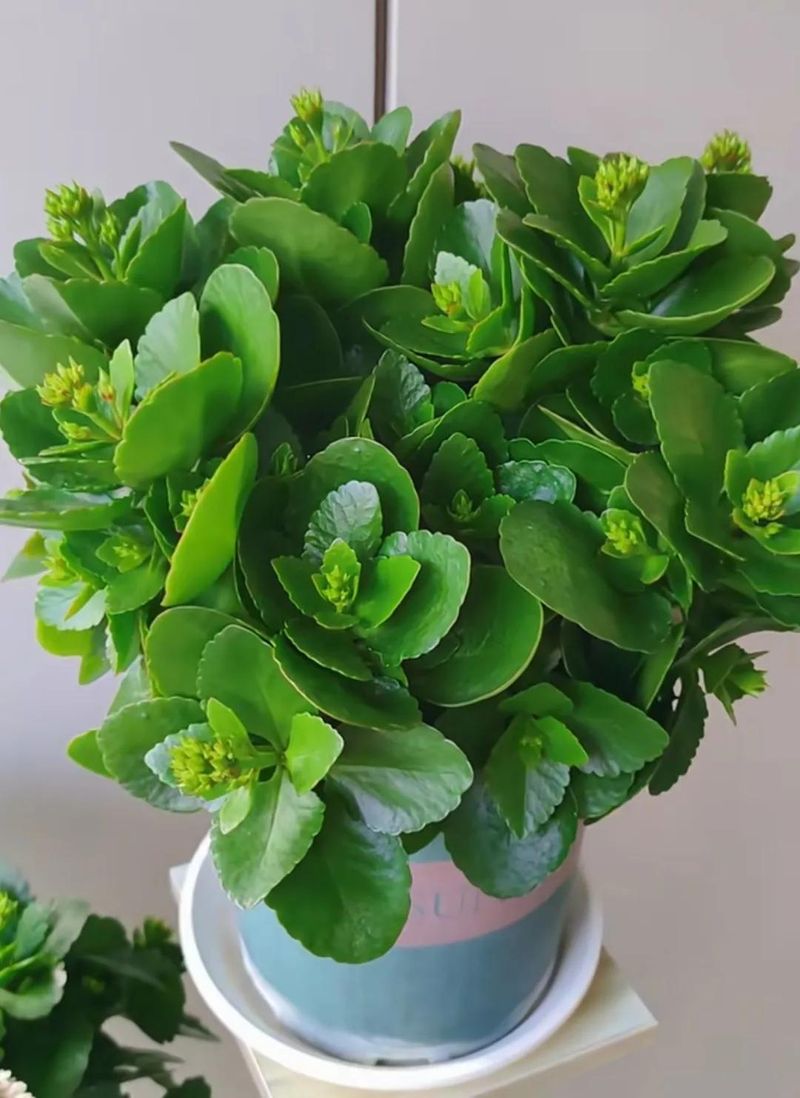 长寿花的种植方法