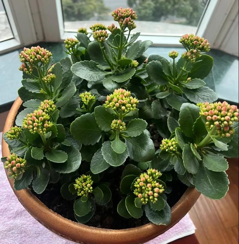 长寿花的种植方法