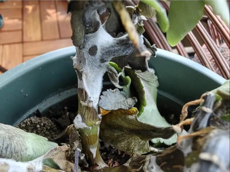长寿花的种植方法