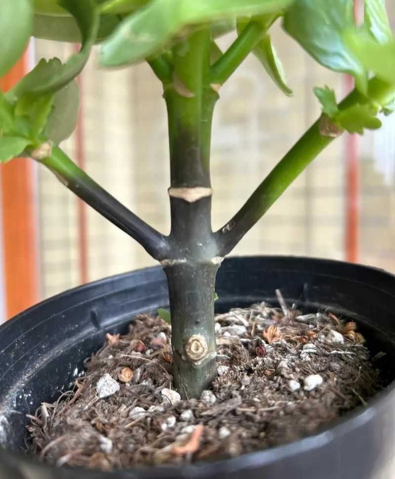 长寿花的种植方法