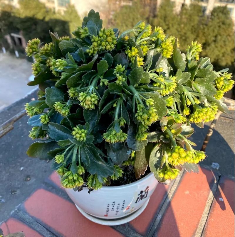 长寿花的种植方法