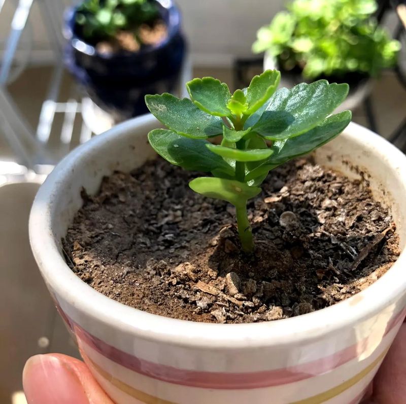 长寿花的种植方法