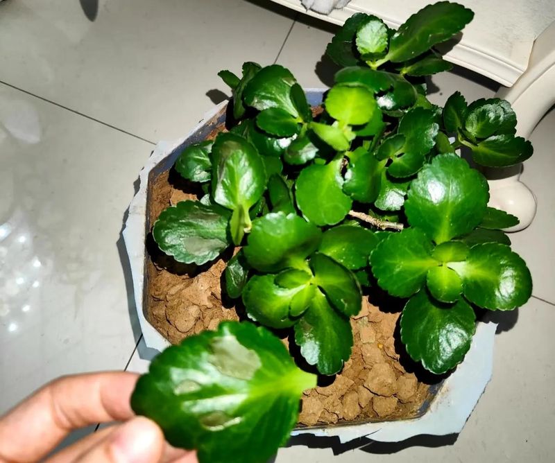 长寿花的种植方法