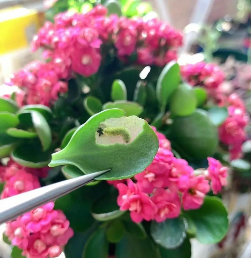 长寿花的种植方法