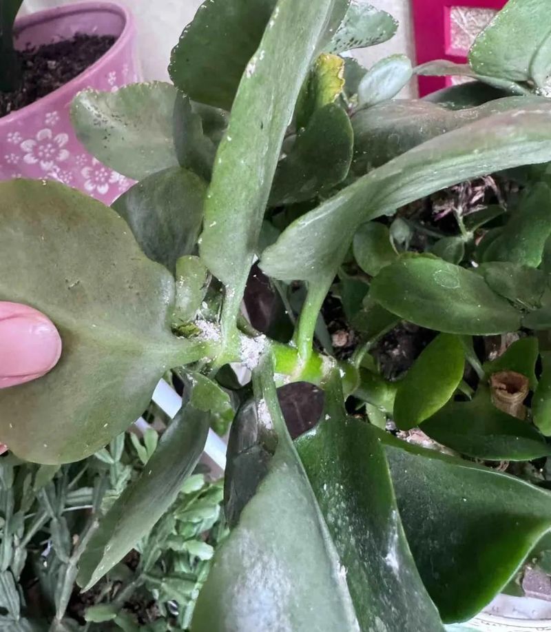 长寿花的种植方法