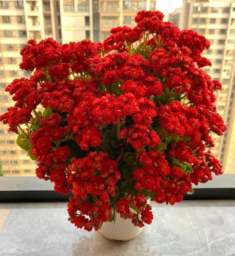 长寿花的种植方法