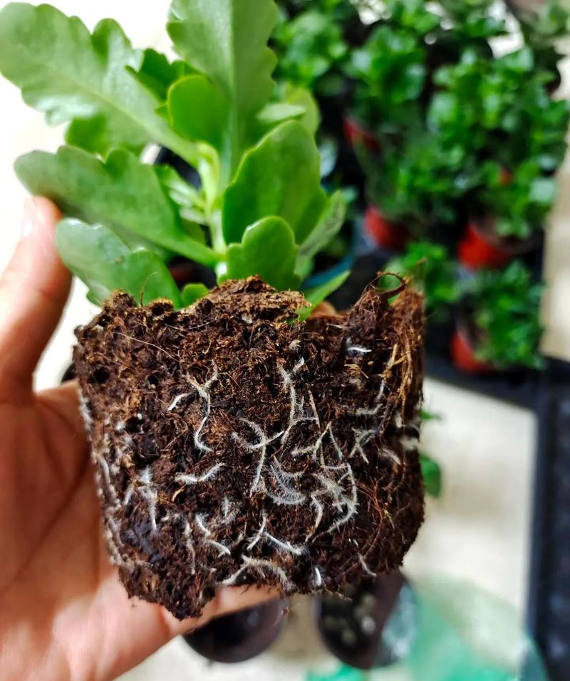 长寿花的种植方法