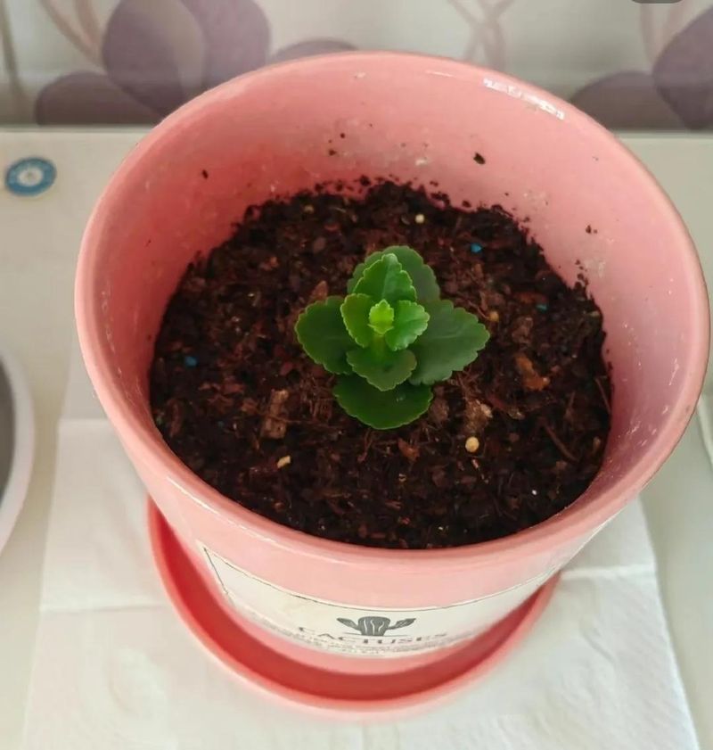 长寿花的种植方法