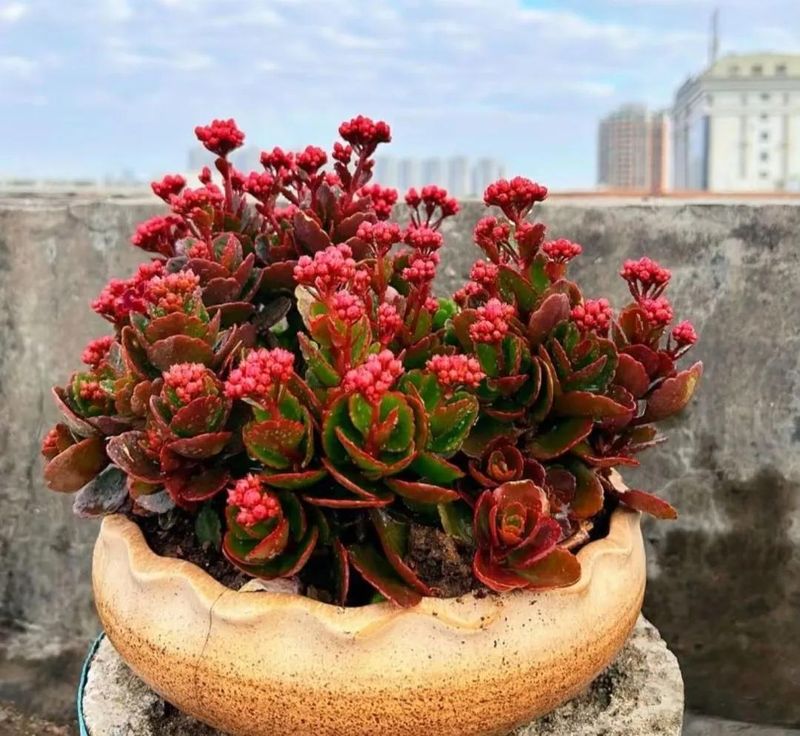 长寿花的种植方法