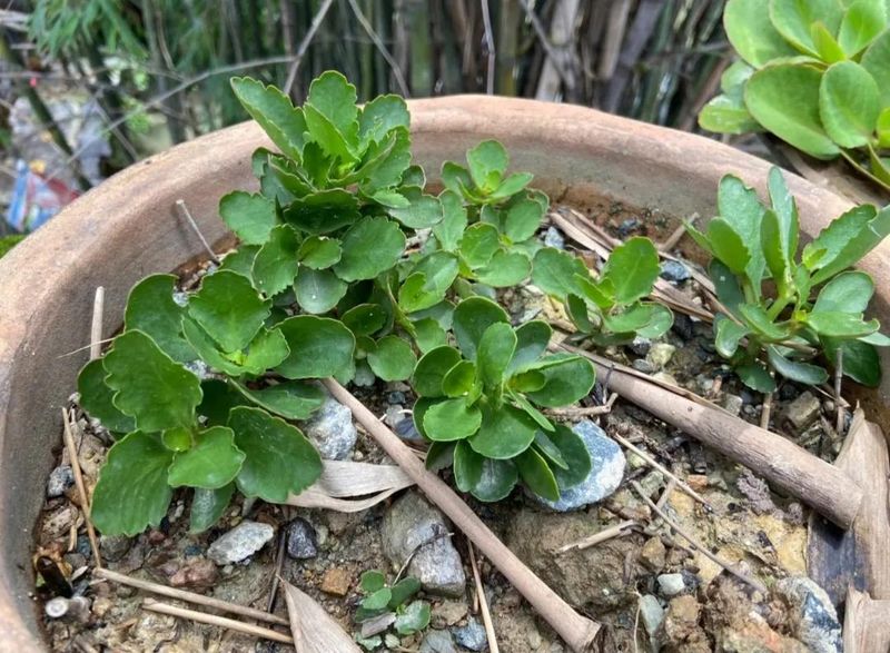 长寿花的种植方法