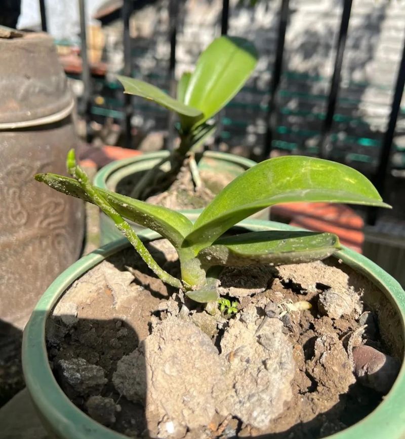长寿花的种植方法