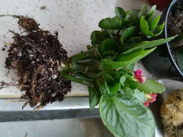 长寿花的种植方法