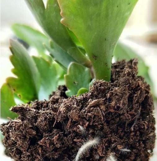 长寿花的种植方法