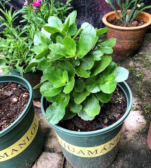 长寿花的种植方法